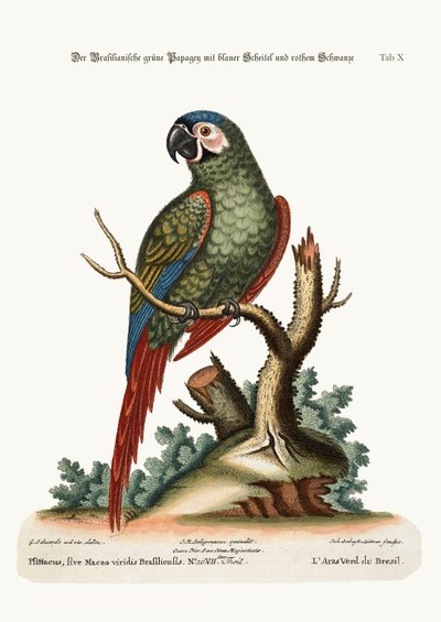 The Brasilian Green Maccaw, 1749-73 by George Edwards